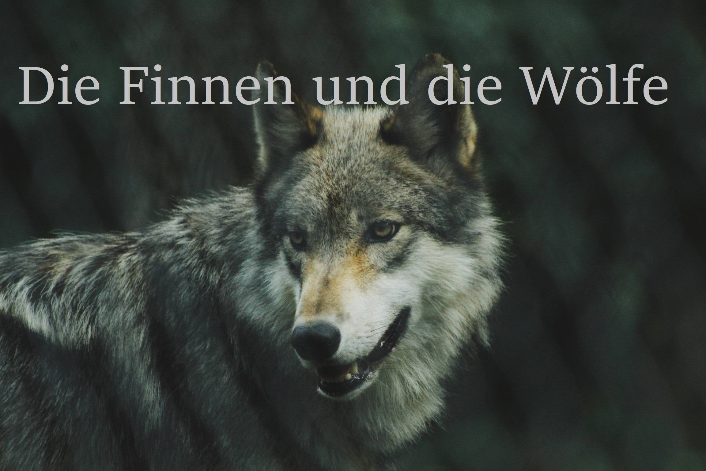 Die Finnen Und Die Wolfe Dfg